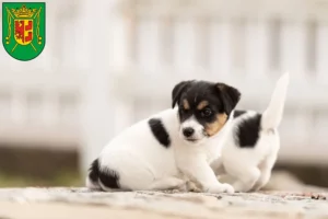 Mehr über den Artikel erfahren Jack Russell Züchter und Welpen in Wittmund