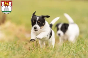 Mehr über den Artikel erfahren Jack Russell Züchter und Welpen in Wolfsburg