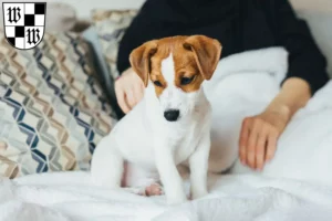 Mehr über den Artikel erfahren Jack Russell Züchter und Welpen in Wunsiedel