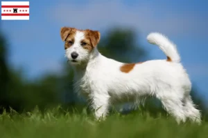 Mehr über den Artikel erfahren Jack Russell Züchter und Welpen in Drenthe