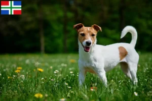 Mehr über den Artikel erfahren Jack Russell Züchter und Welpen in Groningen