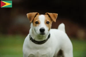 Mehr über den Artikel erfahren Jack Russell Züchter und Welpen in Guyana