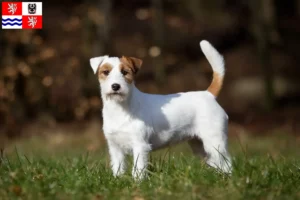 Mehr über den Artikel erfahren Jack Russell Züchter und Welpen in Mittelböhmen