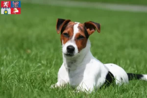 Mehr über den Artikel erfahren Jack Russell Züchter und Welpen in Pardubice