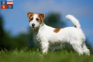 Mehr über den Artikel erfahren Jack Russell Züchter und Welpen in Südmähren