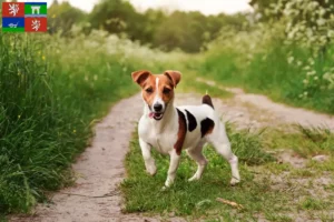 Mehr über den Artikel erfahren Jack Russell Züchter und Welpen in Ústí