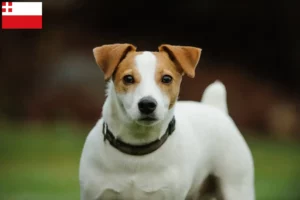 Mehr über den Artikel erfahren Jack Russell Züchter und Welpen in Utrecht